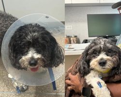 Al Roker misses “Today” show as dog Pepper undergoes emergency surgery — shares update