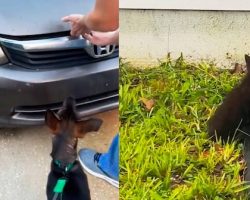Dog won’t stop barking at owner’s car — what they find under the hood leaves them stunned