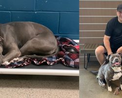 Update: Major, shelter dog who “cried endlessly” after 260 days of rejection, finally finds a home