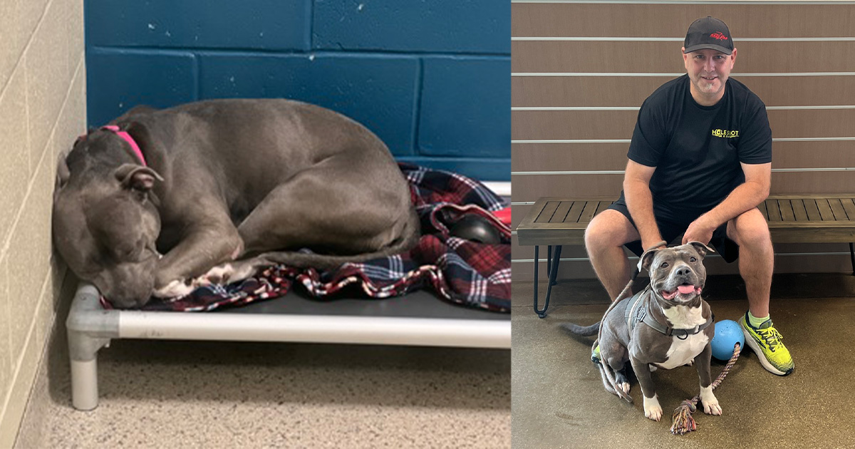 Update: Major, shelter dog who “cried endlessly” after 260 days of rejection, finally finds a home