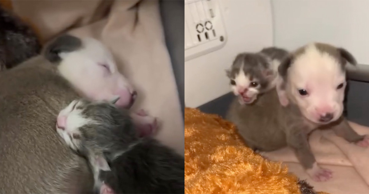 Tiny puppy and kitten, both rejected from their mothers, form the most adorable bond