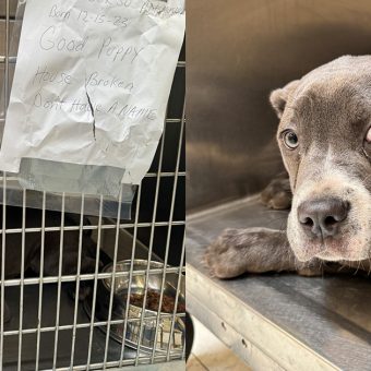 Dog abandoned outside shelter with heartbreaking note and tears in her eyes — soon she gets good news
