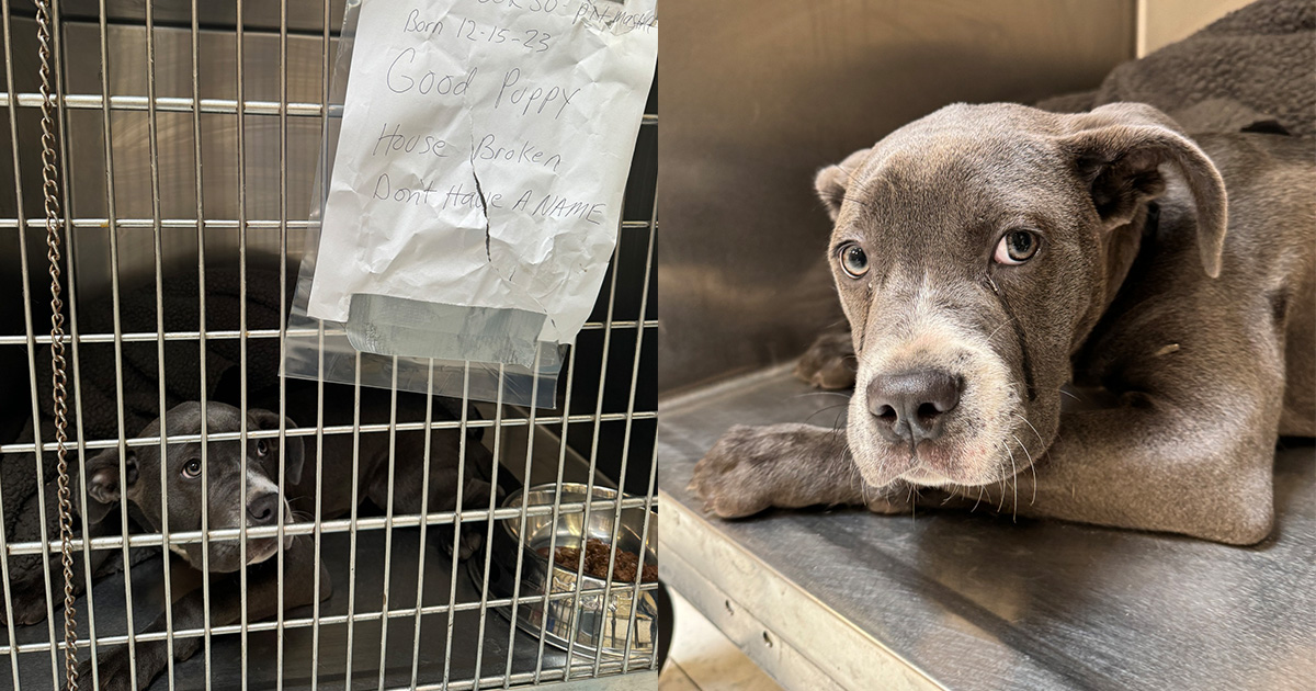 Dog abandoned outside shelter with heartbreaking note and tears in her eyes — soon she gets good news