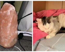 Woman has a warning for pet owners after her cat is poisoned by a salt lamp