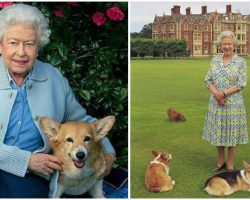 Queen Elizabeth gets new Corgi puppy, bringing comfort during ‘rough time’ in her life