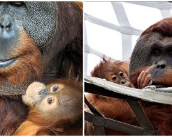 Orangutan dad steps up to care for his daughter after mother’s death