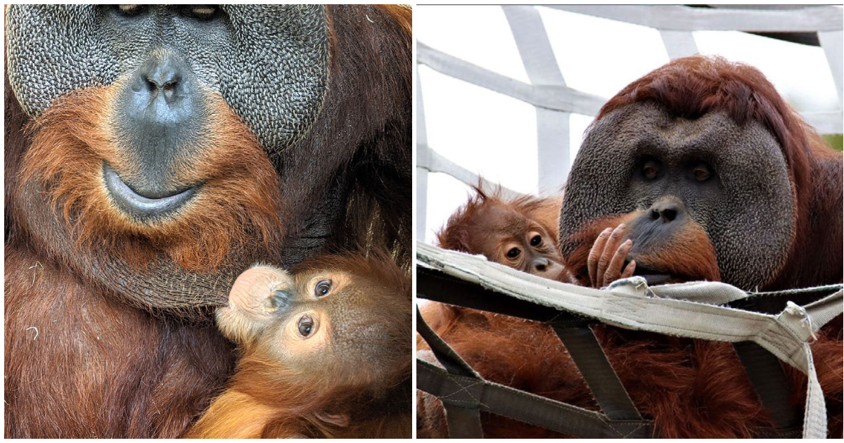 Orangutan dad steps up to care for his daughter after mother’s death
