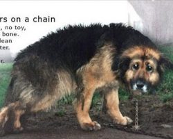 Neglected Dog Rescued After 10 Years On A Chain