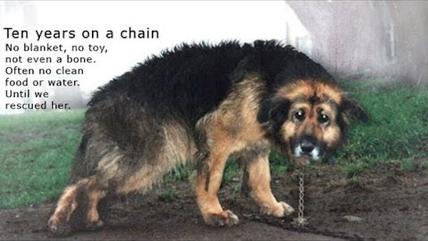 Neglected Dog Rescued After 10 Years On A Chain