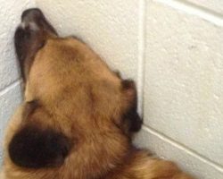 Dog Stared at The Shelter Wall and Refused to Budge Until A Miracle Happened