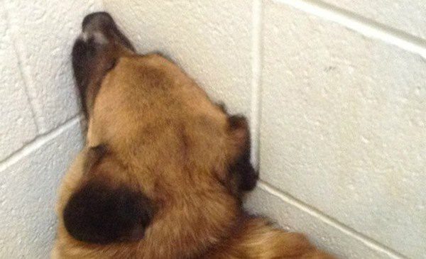 Dog Stared at The Shelter Wall and Refused to Budge Until A Miracle Happened