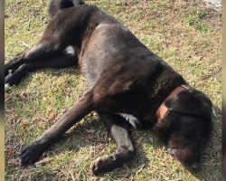 Man Stops to Help ‘Dead’ Dog But Soon Learns He’s Being Tricked – By the Dog