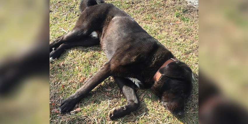 Man Stops to Help ‘Dead’ Dog But Soon Learns He’s Being Tricked – By the Dog