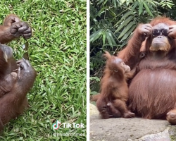 Smart orangutan tries on a pair of sunglasses after visitor drops them in enclosure