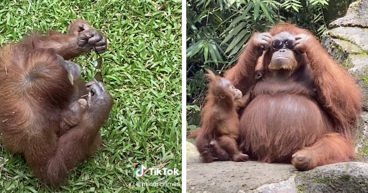 Smart orangutan tries on a pair of sunglasses after visitor drops them in enclosure