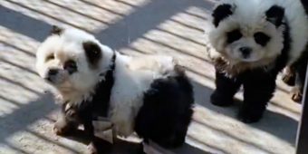 People outraged as “panda” exhibit at Chinese zoo actually dogs dyed black and white