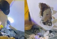 Firefighters smash through wall to rescue trapped dog — thank you