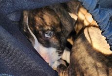 Puppy was found in woods, tied up in drawstring bag and left for dead — now he has a happy ending