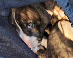 Puppy was found in woods, tied up in drawstring bag and left for dead — now he has a happy ending