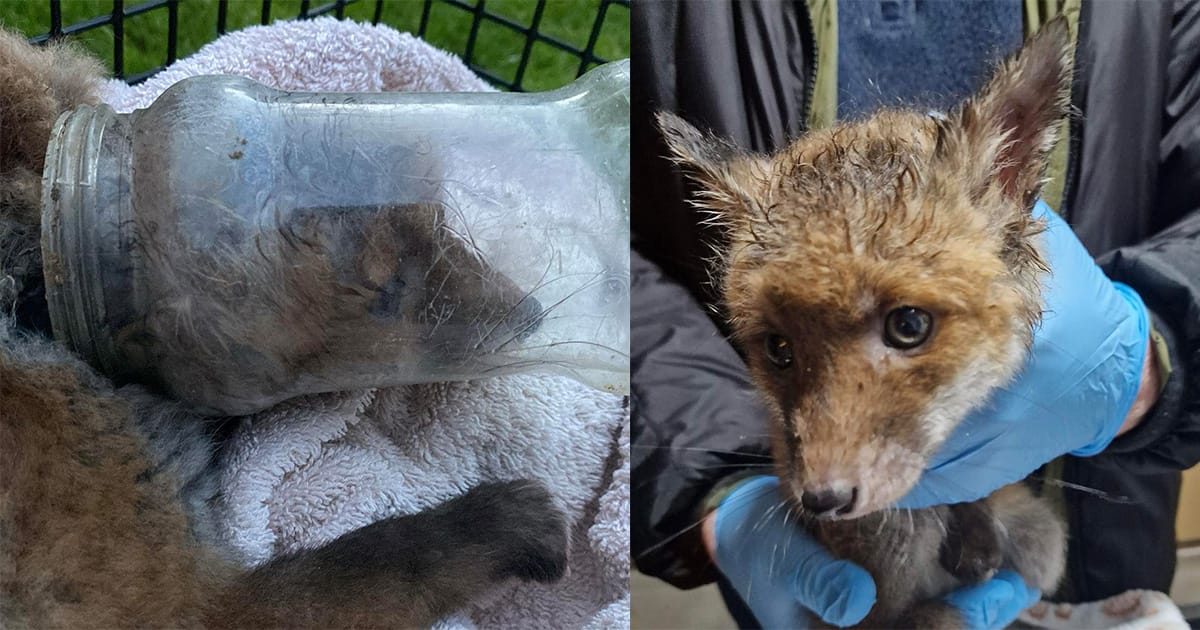 Baby fox found with plastic jar trapped on head — rescuer saves the day