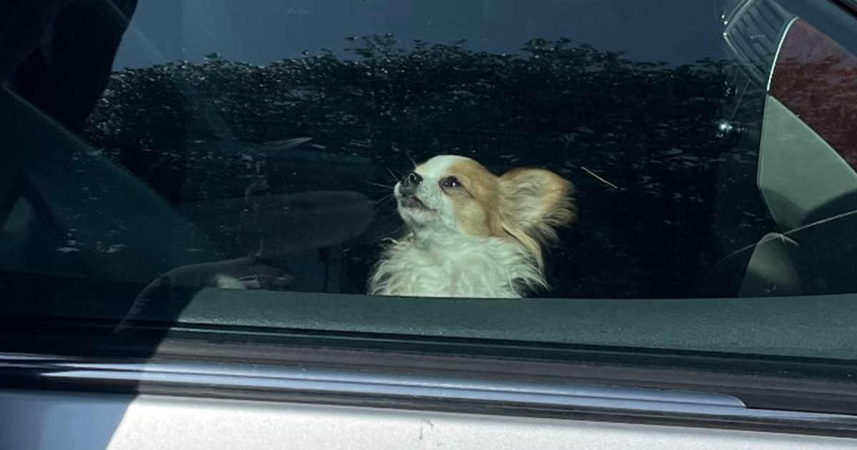 Little dog was left in “dangerously hot” car on 90-degree day — firefighter saves her life