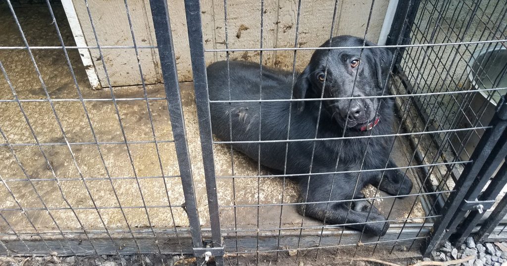 28 retired police and military dogs were found living in filth and