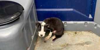 8-week-old puppy found abandoned in porta potty — rescue gives him a second chance