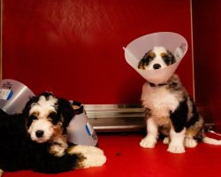 Four puppies left in hot parked car while owner ate at Disney Springs, one dead