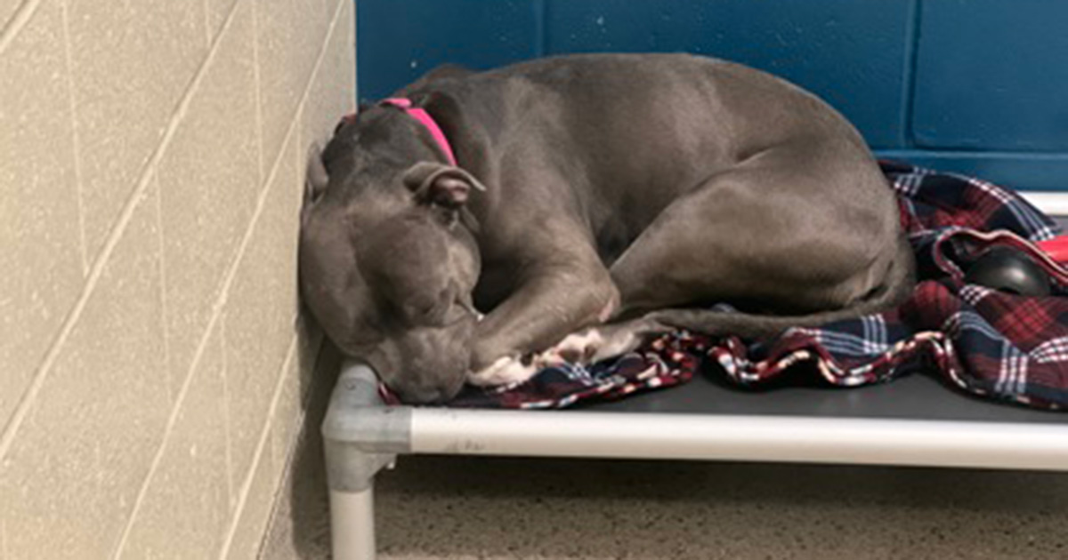 Dog loses hope, “cries endlessly” after 260 days in the shelter — looking for a perfect new home