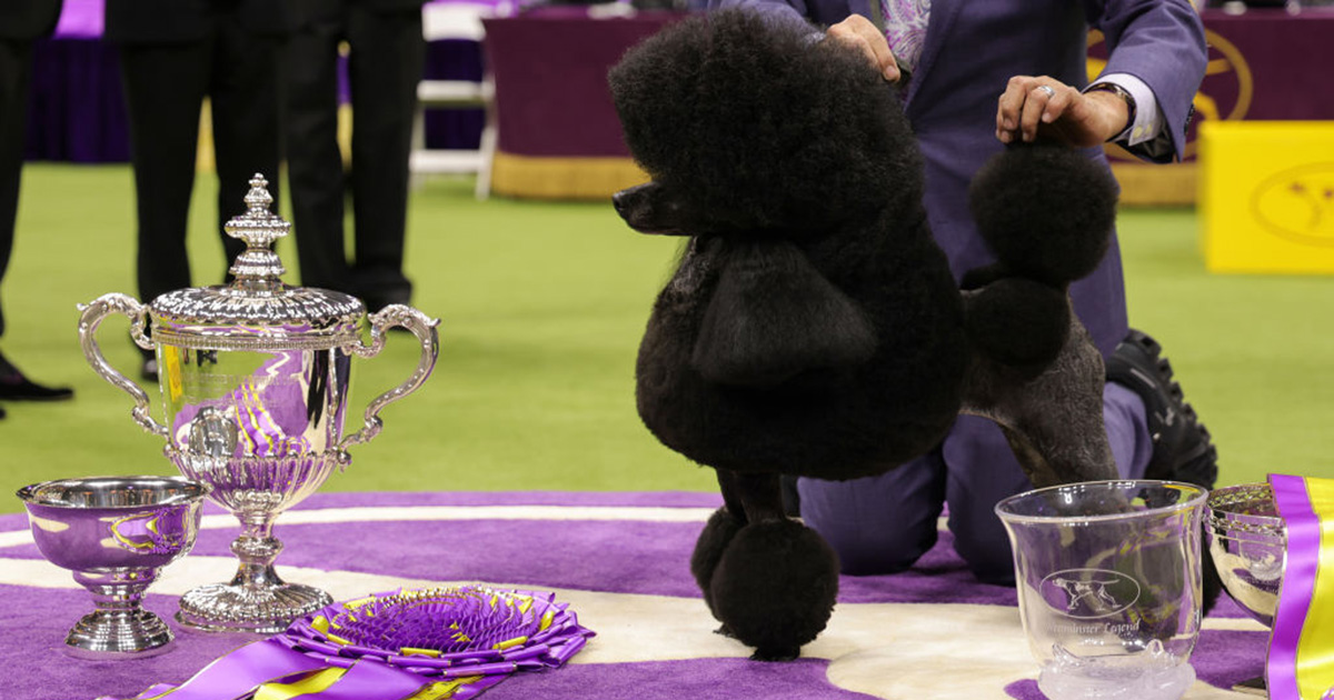 Westminster Dog Show: mini poodle Sage wins Best in Show, mixed-breed dog makes history
