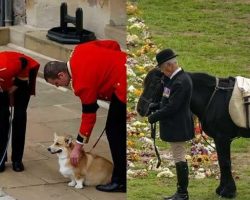 Queen Elizabeth’s pet corgis and pony showed up at her funeral to say one last goodbye