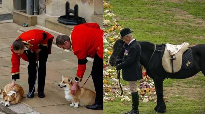 Queen Elizabeth’s pet corgis and pony showed up at her funeral to say one last goodbye