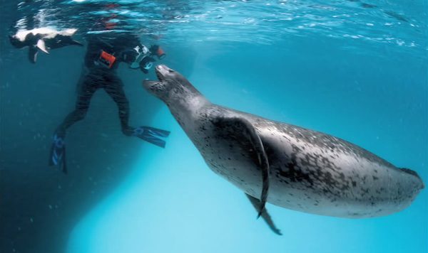 Photographer Has Amazing Encounter With Antarctica’s Most Deadly Predator