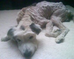 Old Dog Who Couldn’t Even Lift His Head After He Was Dumped Makes Heartwarming Recovery