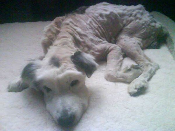 Old Dog Who Couldn’t Even Lift His Head After He Was Dumped Makes Heartwarming Recovery