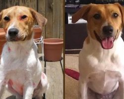 Formerly Abused Dog Finds Her Way Back To Her Rescuer After Running Away From New Family To Find Him