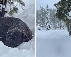 Rescuers Save Dog Missing For 4 Months And Found Stuck In 5 Feet Of Snow