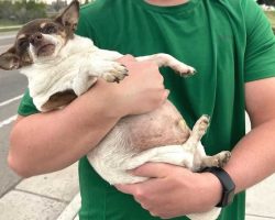 Obese Chihuahua On Shelter’s ‘Red List’ Now Makes Family Emotional When He Runs
