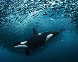 Underwater Photographer of the Year Winners Stun and Delight With Their Amazing Images
