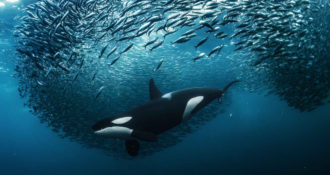 Underwater Photographer of the Year Winners Stun and Delight With Their Amazing Images
