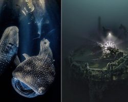 Whale Sharks Create ‘Ocean Magic’ In Winning Photo Of Underwater Photographer Of The Year Competition