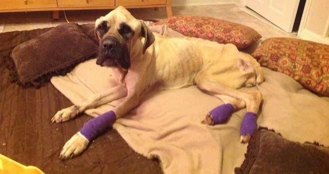 English Mastiff Starved And Thrown From Car Wags Her Tail Every Time She Sees Her Rescuer