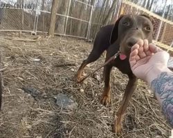 Police Officer Responds to Help Scared Dog on The Loose Then Notices His Mouth
