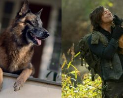 “Walking Dead” Dog actor Seven has died: Norman Reedus pays tribute to co-star: “will miss you buddy”