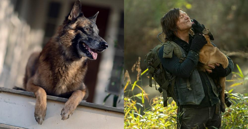 “Walking Dead” Dog actor Seven has died: Norman Reedus pays tribute to co-star: “will miss you buddy”