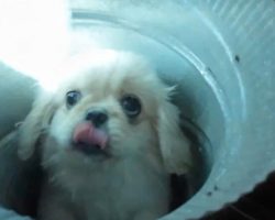 Little puppy falls 3 stories and gets trapped in air vent — firefighters spend hours saving his life