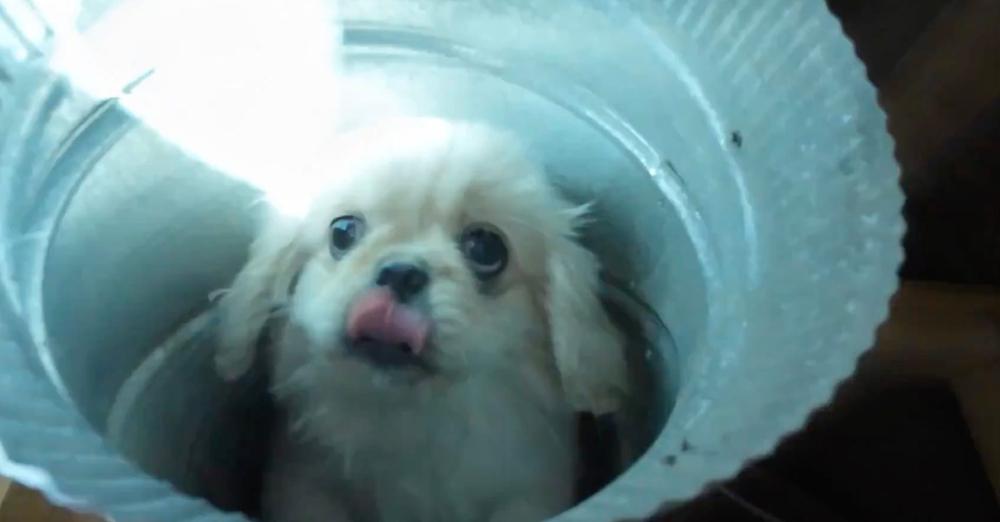 Little puppy falls 3 stories and gets trapped in air vent — firefighters spend hours saving his life