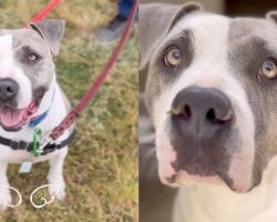 Shelter dog mistakenly euthanized even after finding an adopter: “purely killed for space”