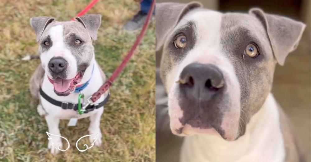Shelter dog mistakenly euthanized even after finding an adopter: “purely killed for space”