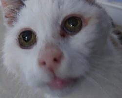 Owner stunned after reuniting with missing cat after 12 years: “It didn’t feel real”